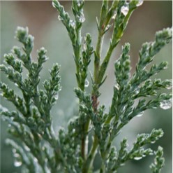 Cypress Oil Yon-Ka Facials