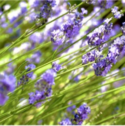 Lavender Oil Yon-Ka Facials