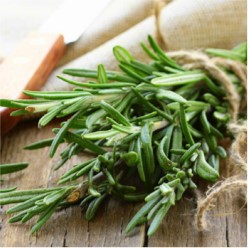 Rosemary Oil Yon-ka Facials